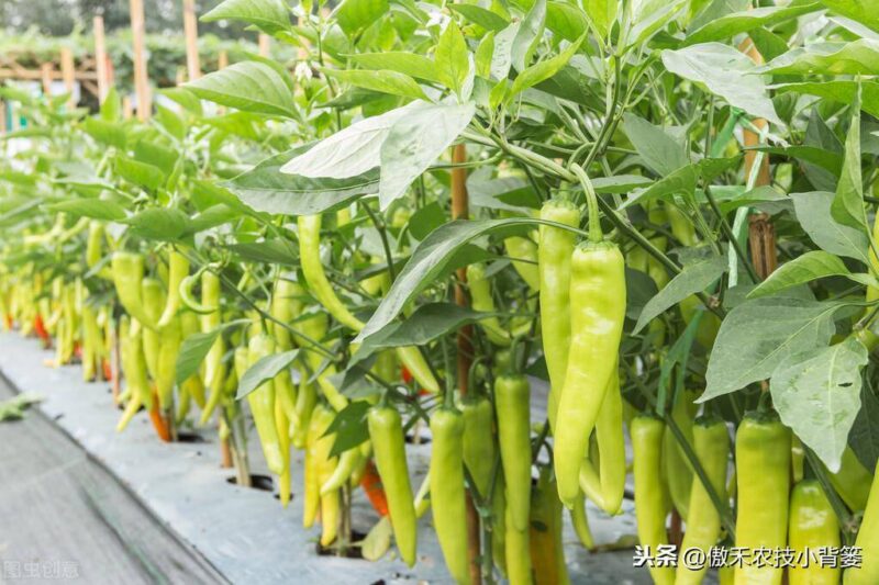 辣椒種植與管理技術-1 辣椒種植與管理技術-1