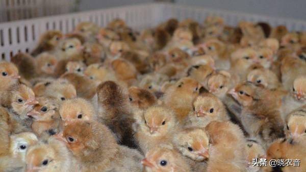 小雞吃什么食物(在家里養小雞技巧)-專在家創業網