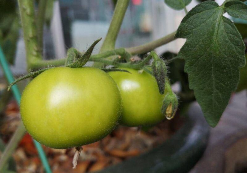 現(xiàn)在適合種什么蔬菜(各種蔬菜種植時間表)-1 現(xiàn)在適合種什么蔬菜(各種蔬菜種植時間表)-1