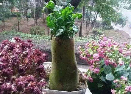 現(xiàn)在適合種什么蔬菜(各種蔬菜種植時間表)-1 現(xiàn)在適合種什么蔬菜(各種蔬菜種植時間表)-1