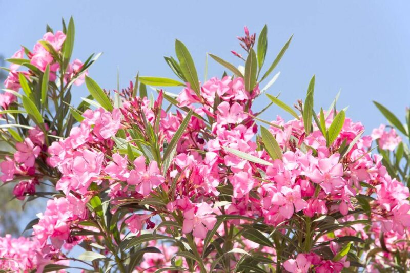 十大冥界之花(十種陰氣重的花排行榜)-1 十大冥界之花(十種陰氣重的花排行榜)-1