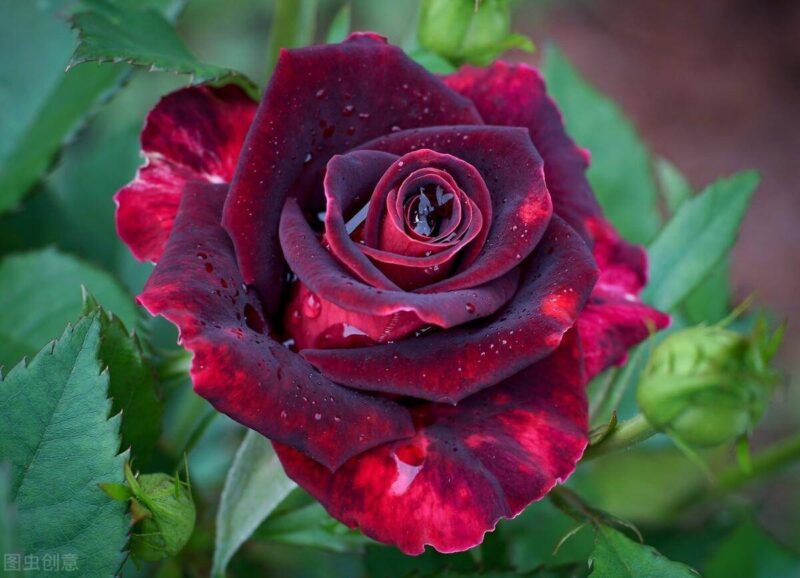 十大冥界之花(十種陰氣重的花排行榜)-1 十大冥界之花(十種陰氣重的花排行榜)-1