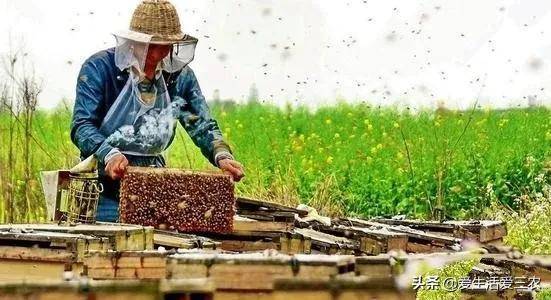 適合窮人沒本錢的養(yǎng)殖(養(yǎng)殖排行榜前十名品種)-1 適合窮人沒本錢的養(yǎng)殖(養(yǎng)殖排行榜前十名品種)-1