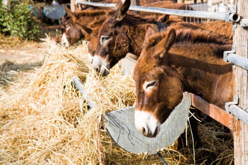 養殖致富新項目新點子-1