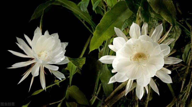 十大冥界之花(十種陰氣重的花排行榜)-1 十大冥界之花(十種陰氣重的花排行榜)-1