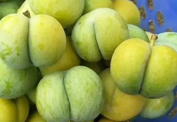 農村種植什么賺錢不愁銷路（未來10大暴利種植）-專在家創業網