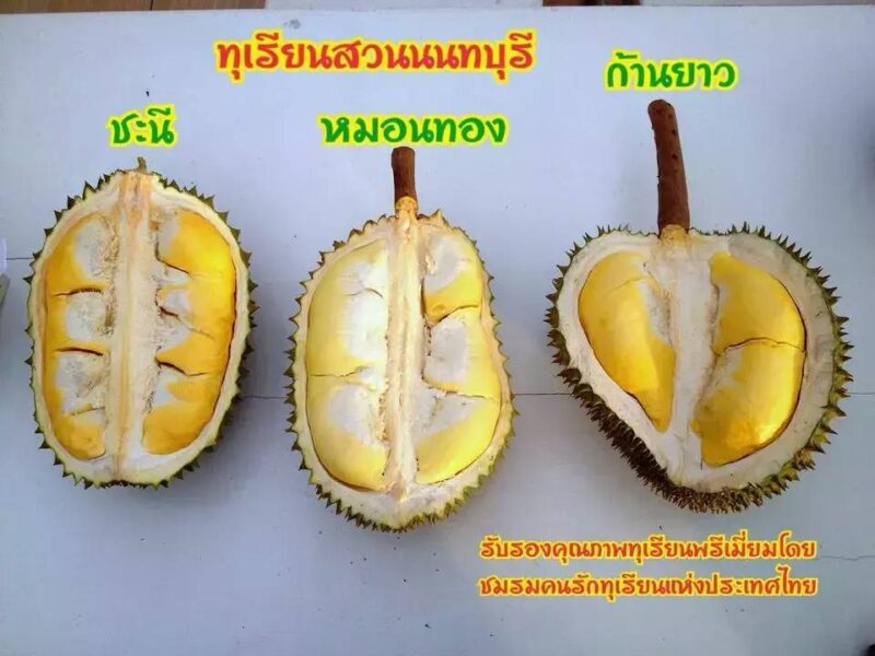 長柄榴蓮是什么品種(世界十大頂級榴蓮)-1