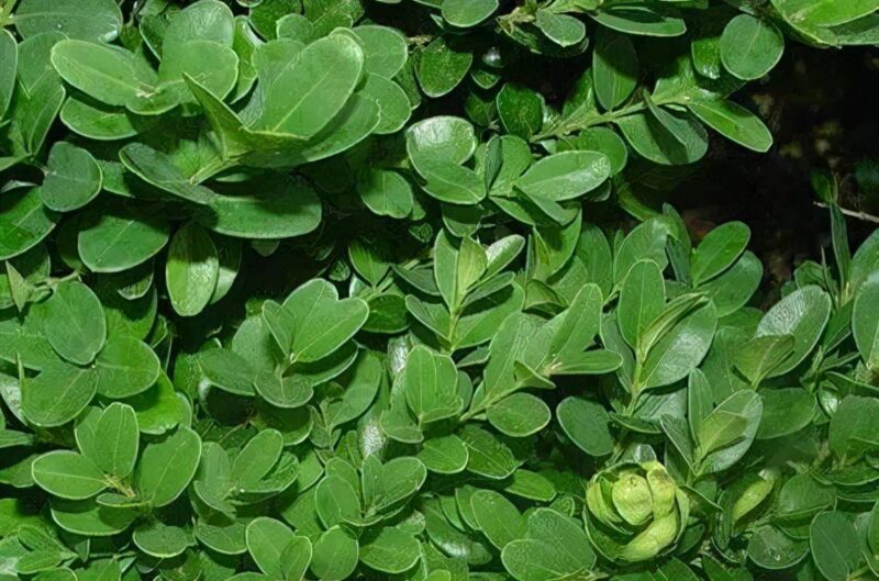 最貴的木頭十大排名（中國最貴的木材）-1