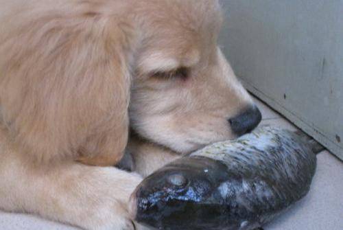 狗吃什么食物-1