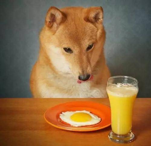 狗吃什么食物-1