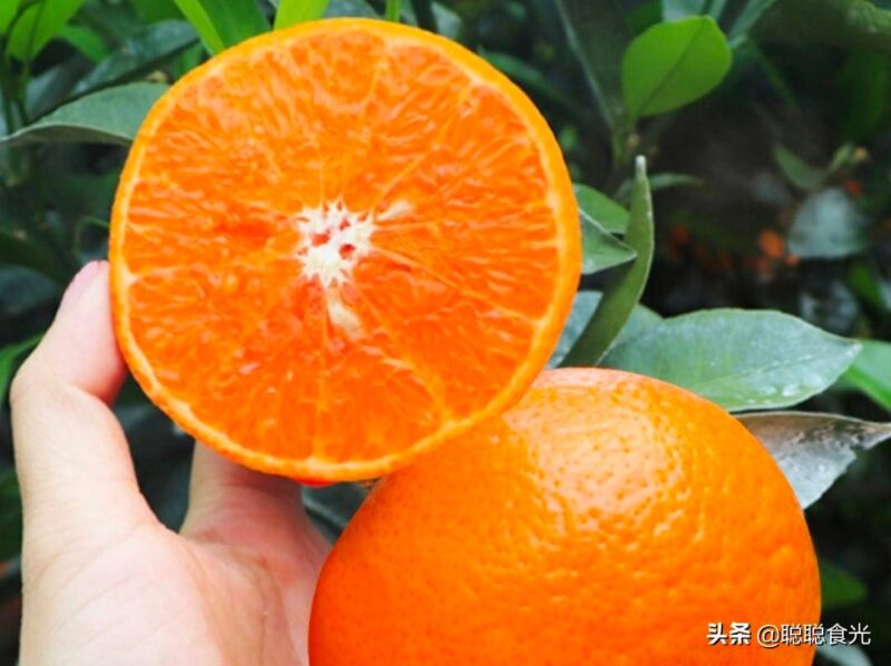 中國十大蜜桔排名(蜜桔排名榜)-專在家創(chuàng)業(yè)網(wǎng)