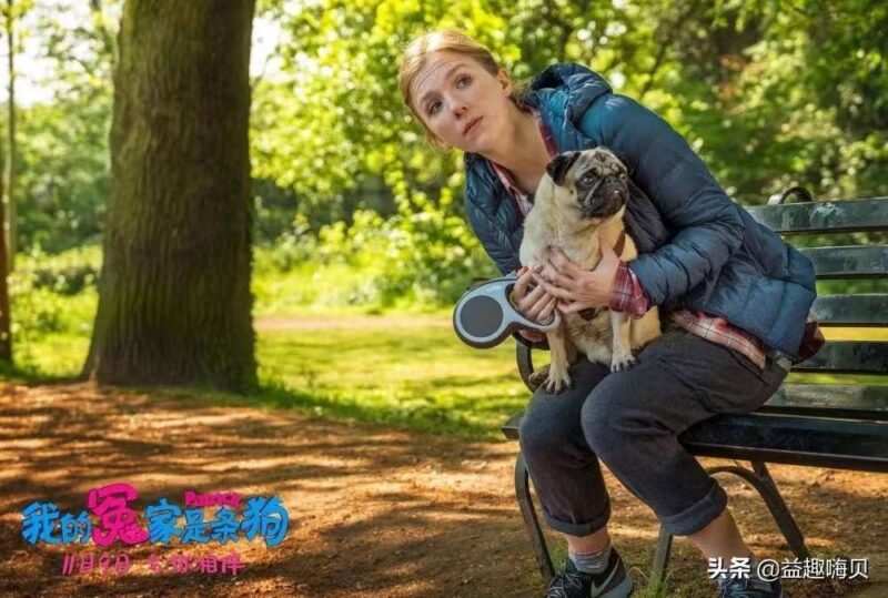 關于狗狗的電影排行榜前十名-1