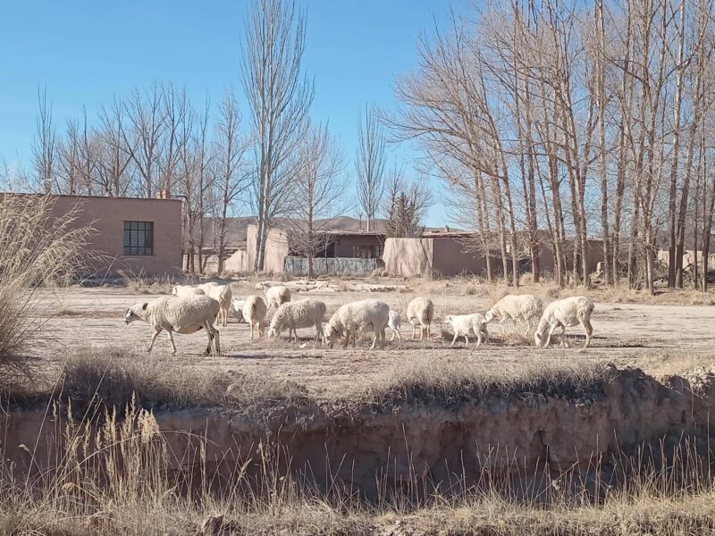 肉羊養殖的利潤與成本分析（養羊利潤成本計算）-1