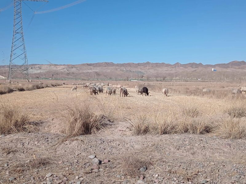 肉羊養殖的利潤與成本分析（養羊利潤成本計算）-1