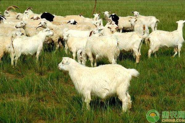 肉羊養殖的利潤與成本分析（養羊利潤成本計算）-1