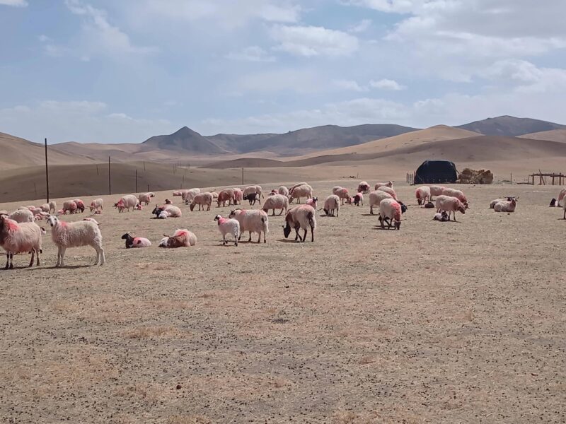 肉羊養殖的利潤與成本分析（養羊利潤成本計算）-1