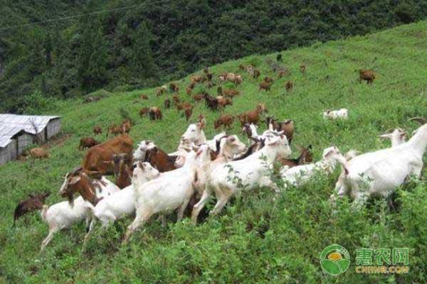 肉羊養殖的利潤與成本分析(養羊利潤成本計算)-專在家創業網