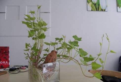 凈水植物哪個效果好?改善魚缸水質(zhì)最強的水生植物-專在家創(chuàng)業(yè)網(wǎng)