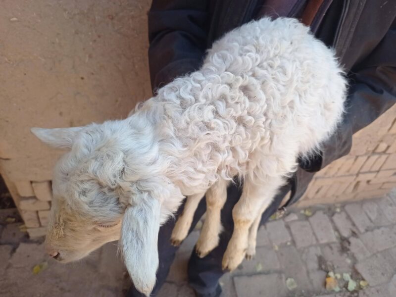 肉羊養殖的利潤與成本分析（養羊利潤成本計算）-1