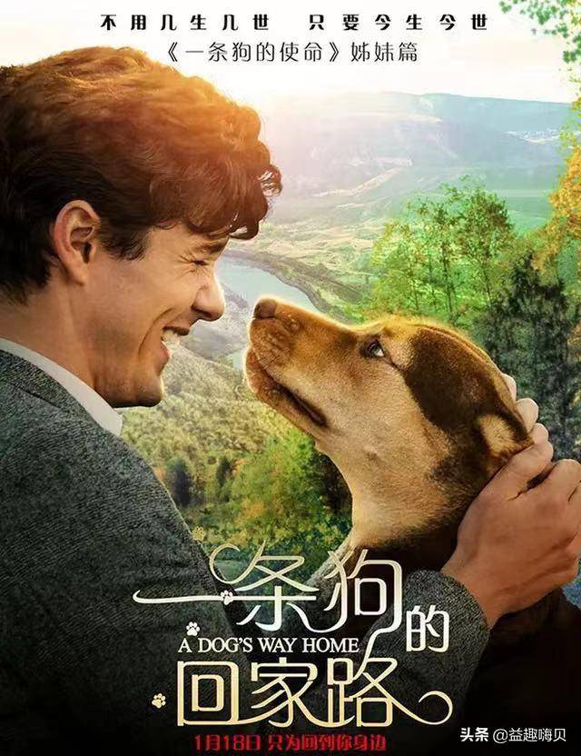 關于狗狗的電影排行榜前十名-1