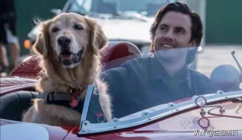 關于狗狗的電影排行榜前十名-1