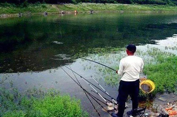 玉米能釣哪些魚類-1