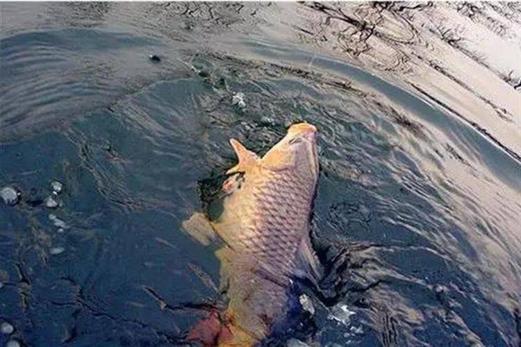 玉米能釣哪些魚類-1