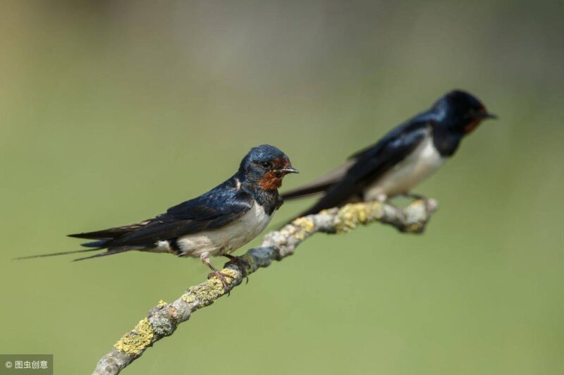燕子進家里有什么預兆?燕子進屋最靈性的預兆-1 燕子進家里有什么預兆?燕子進屋最靈性的預兆-1