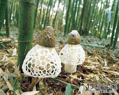 竹笙和竹蓀的區別-1