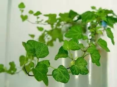 送閨蜜生日禮物送什么花合適-1