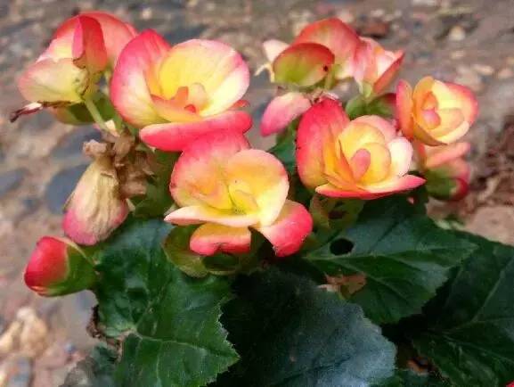 送閨蜜生日禮物送什么花合適-1