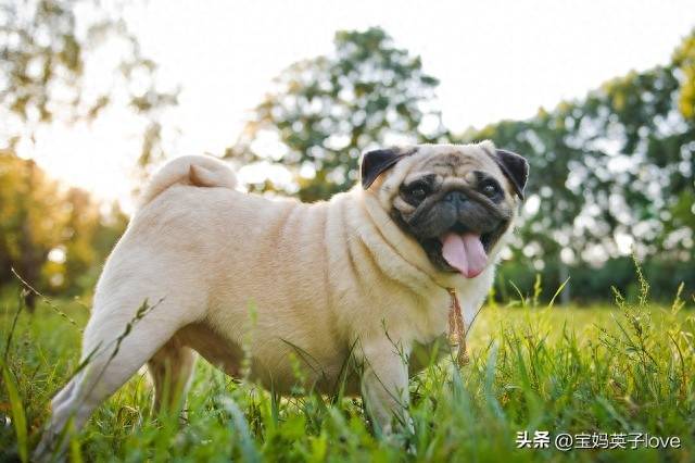 百靈鳥比喻什么樣的人-1 百靈鳥比喻什么樣的人-1