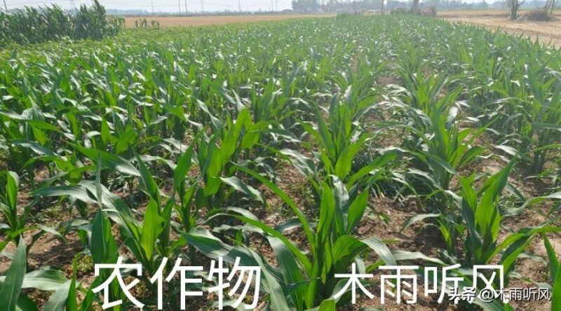 阿維菌素主要治什么蟲效果好-1