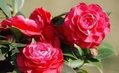 送閨蜜生日禮物送什么花合適-1