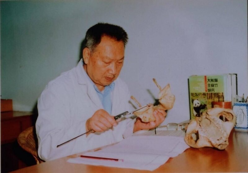 熊貓愛吃什么食物-專在家創業網