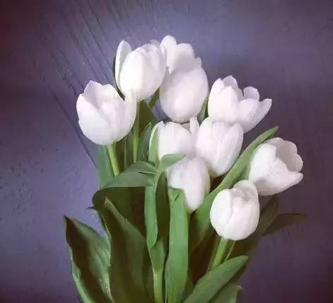 送閨蜜生日禮物送什么花合適-1