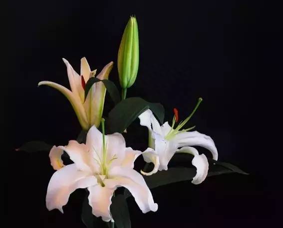 送閨蜜生日禮物送什么花合適?女生送閨蜜的花經驗分享-專在家創業網