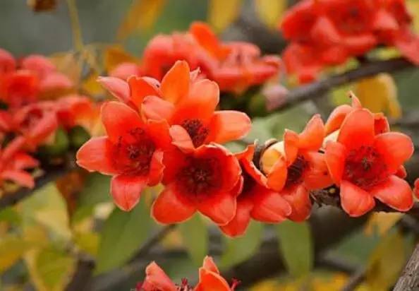 送閨蜜生日禮物送什么花合適-1