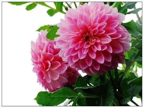 送閨蜜生日禮物送什么花合適-1