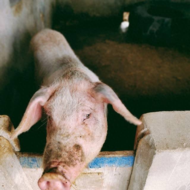 一頭豬的成本大約多少錢?一頭豬的成本和利潤(rùn)-1 一頭豬的成本大約多少錢?一頭豬的成本和利潤(rùn)-1