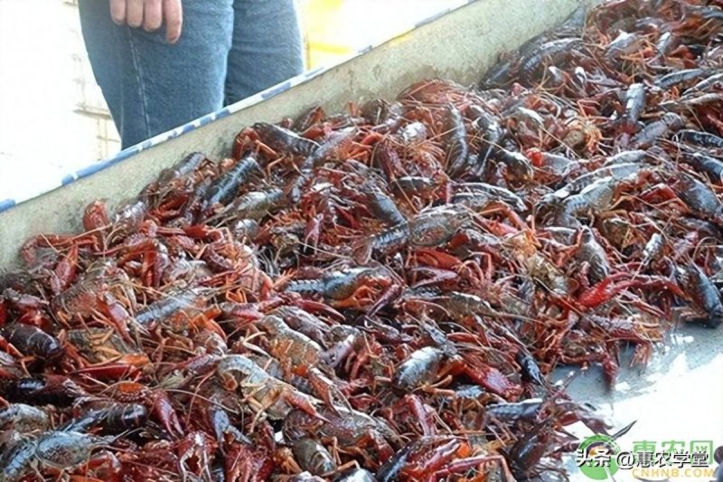 未來兩年小龍蝦價格行情預測-專在家創業網