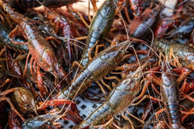 農(nóng)村十大暴利養(yǎng)殖什么成本小回本快-1 農(nóng)村十大暴利養(yǎng)殖什么成本小回本快-1