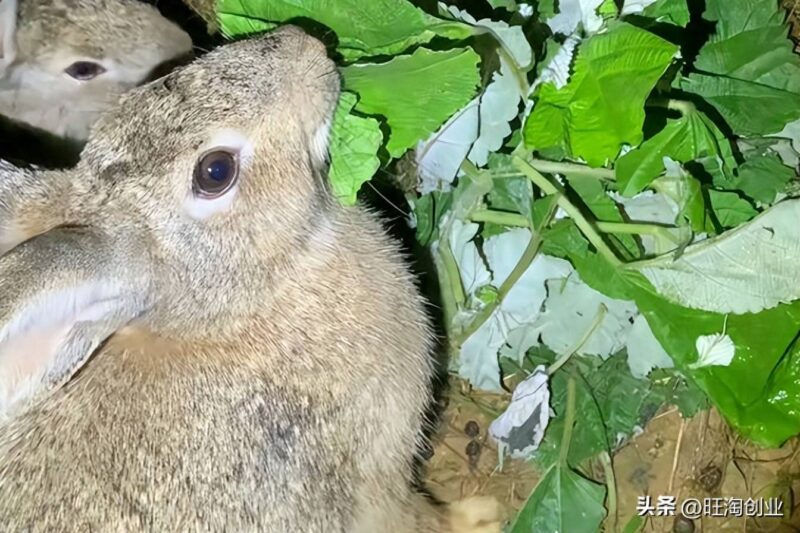 兔子的養(yǎng)殖利潤(rùn)分析-1 兔子的養(yǎng)殖利潤(rùn)分析-1