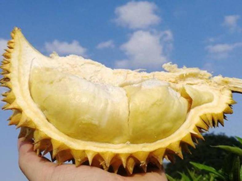 榴蓮那個品種比較好吃-1 榴蓮那個品種比較好吃-1