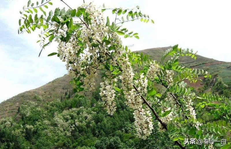 十大蜂蜜產地排名排行榜-1 十大蜂蜜產地排名排行榜-1