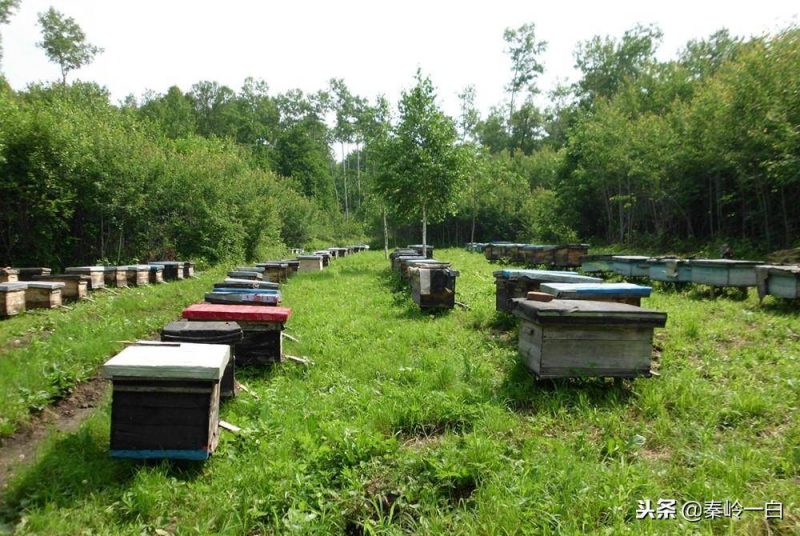 十大蜂蜜產地排名排行榜-1 十大蜂蜜產地排名排行榜-1