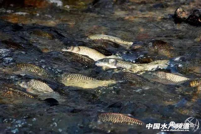 漁業水質標準最新內容-專在家創業網