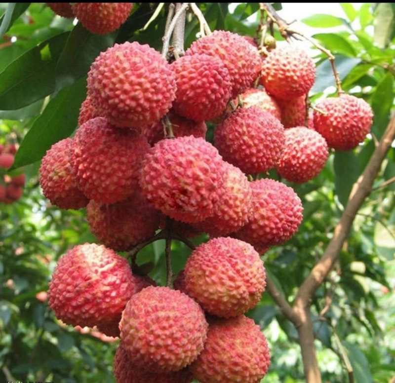 影響荔枝分布的主導因素-專在家創業網