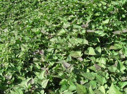 豬飼料的配方有哪些原材料(細談豬飼料配方常用飼料原料)-1