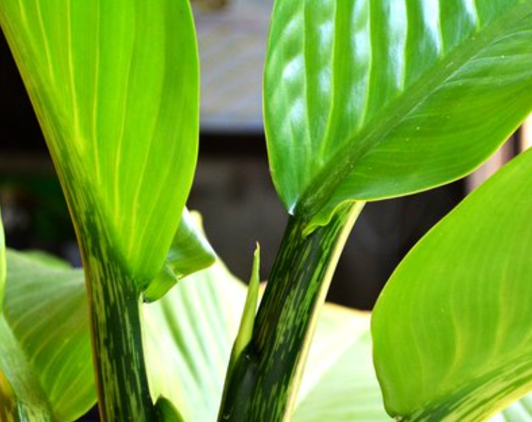花葉萬年青葉子發黃是什么原因(冬季花葉萬年青的養殖方法和注意事項)-專在家創業網